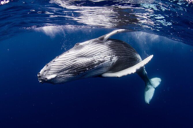 Private tour observing and swimming with humpback whales in Moorea - Key Points