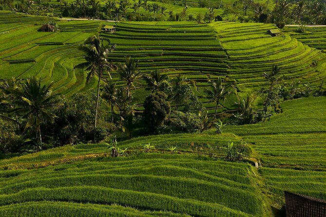 Private Tour of Balis Ubud: Culture, Nature & Heritage - Key Points