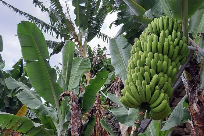 Private Tour of Banana Farm from Funchal - Discover Madeira’s Banana Farms: A Unique Private Tour from Funchal