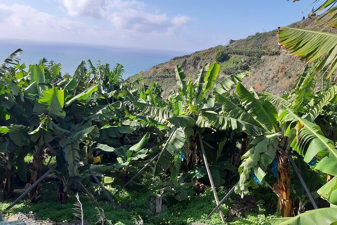 Private Tour of Banana Farm from Funchal - FAQs