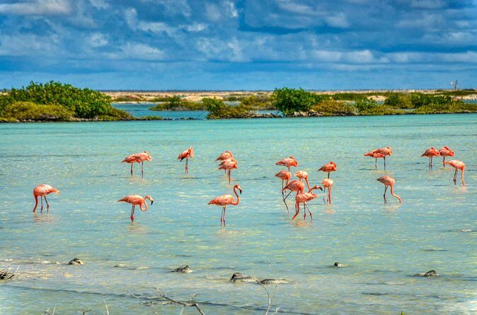 Private Tour of Beaches Hopping Curacao with Willemstad - FAQs