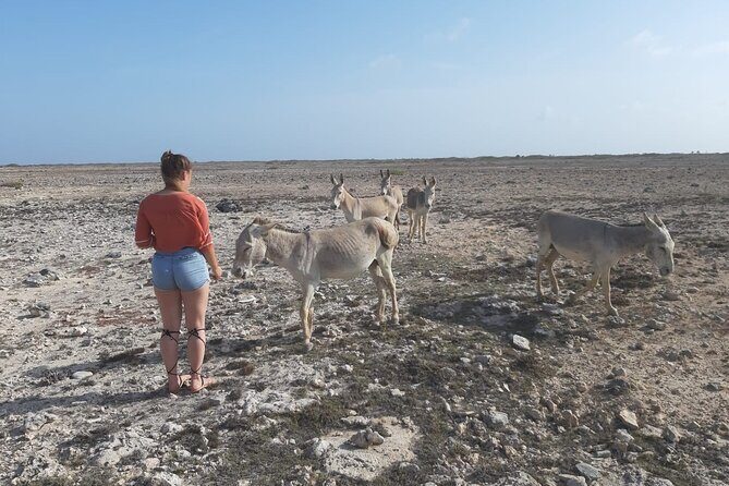 Private Tour of Bonaire - A Private Bonaire Adventure: What You Need to Know