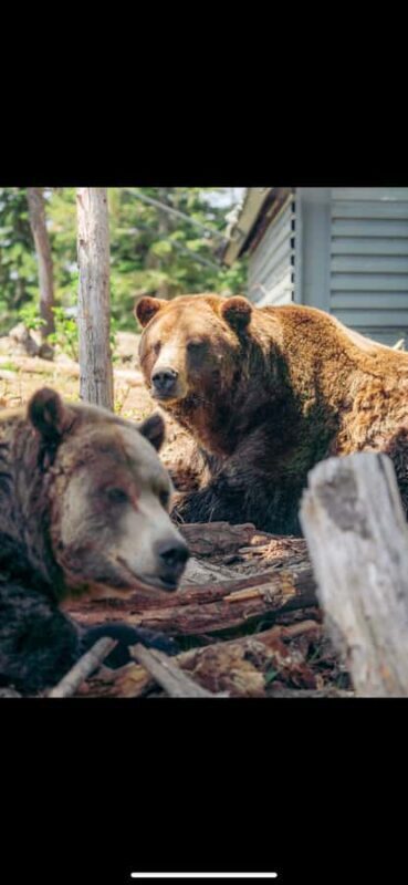 Private Tour of Capilano Suspension Bridge & Grouse Mountain - The Sum Up: Is This Tour Right for You?