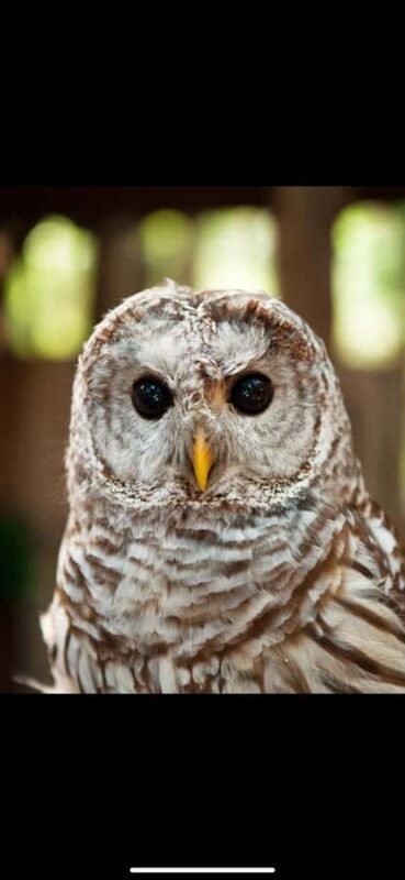 Private Tour of Capilano Suspension Bridge & Grouse Mountain - FAQ