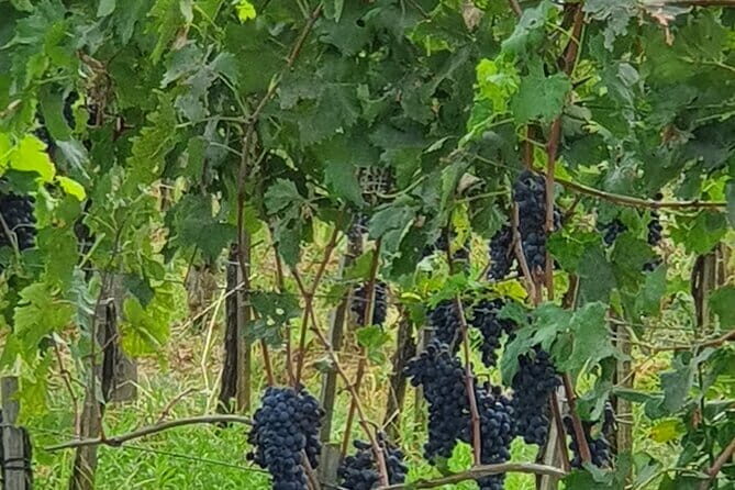 Private Tour of Chianti Siena and San Gimignano by Minivan - Who Should Take This Tour?