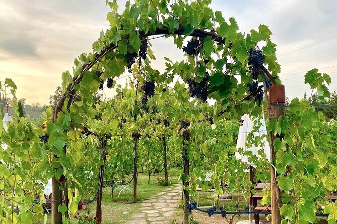 Private Tour Of Chianti with Wine Tastings - FAQ: Your Practical Questions Answered