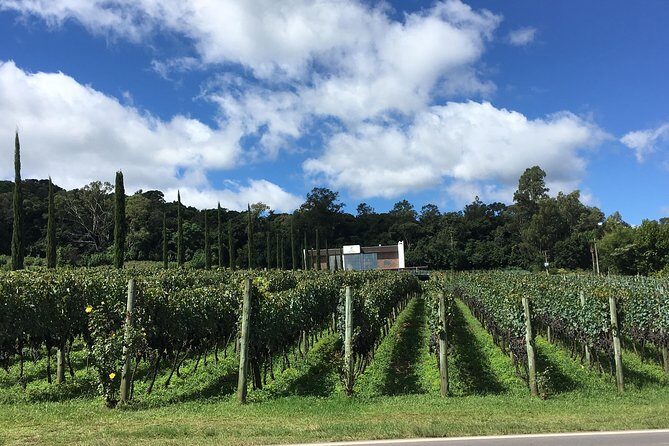 Private Tour of Family Wineries in Bento Gonçalves RS - Key Points