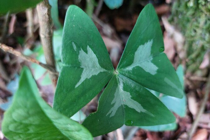 Private Tour of Iguazu Falls Brazilian Side with Pick up - FAQs