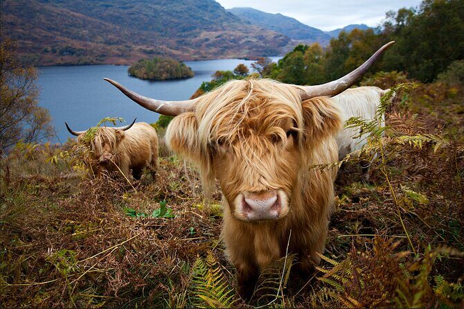 Private Tour of Loch Ness, Glencoe and Highlands from Edinburgh - Key Points