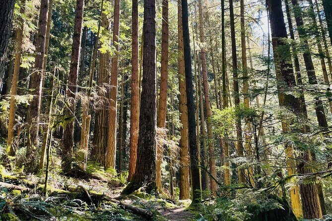 Private Tour of Lynn Canyon Suspension Bridge - Detailed Breakdown of the Experience
