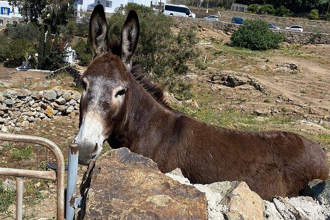 Private Tour Of Mykonos Included Town - FAQ