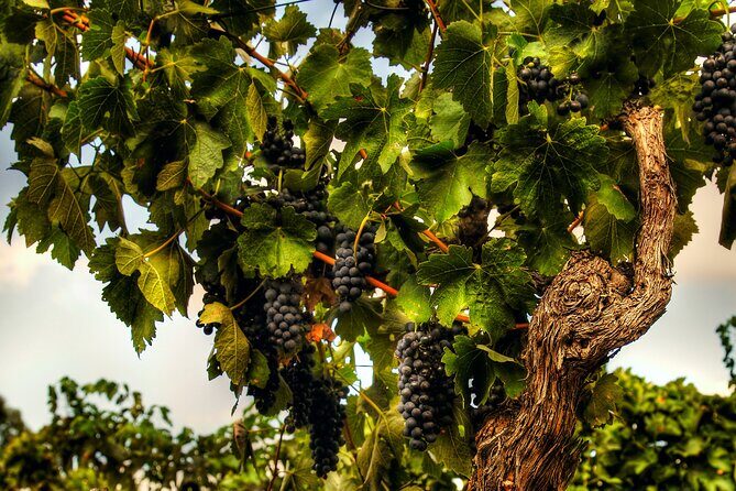 Private Tour of Rojina's Fleurieu in McLaren Vale - Key Points