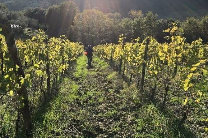Private Tour of San Gimignano & Siena - A Thorough Look at the Tour Experience