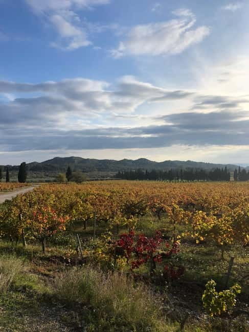 Private tour of the Alpilles, wine tastings, and local restaurant - What Makes This Tour Stand Out?