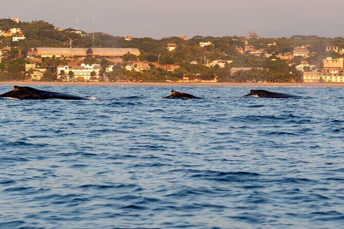 Private Tour of the Beaches of Puerto Escondido in Lancha - Final Thoughts: Is This Tour Right for You?