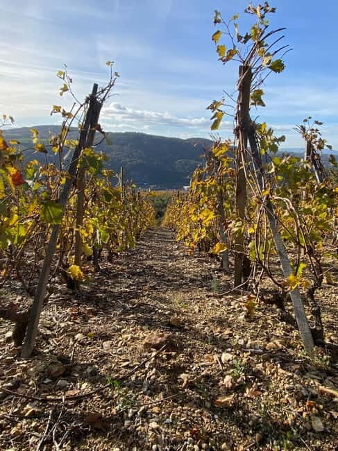 Private tour of the Beaujolais region, wine tastings, and local restaurant - Key Points