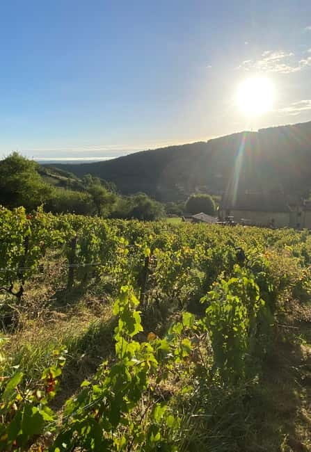 Private tour of the Beaujolais region, wine tastings, and local restaurant - A Deep Dive into the Experience