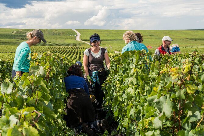 Private tour of the Champagne area, meet local producers and taste their Champagne, start from your hotel in Paris. - The Sum Up
