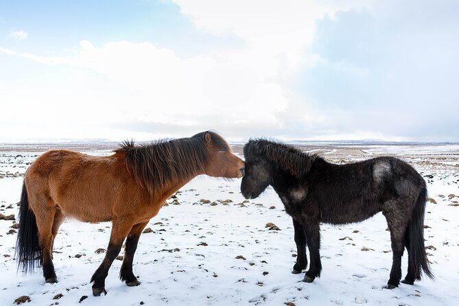 Private Tour Of The Golden Circle With Farm Visits In Iceland - Discovering Iceland’s Golden Circle: A Thorough Breakdown