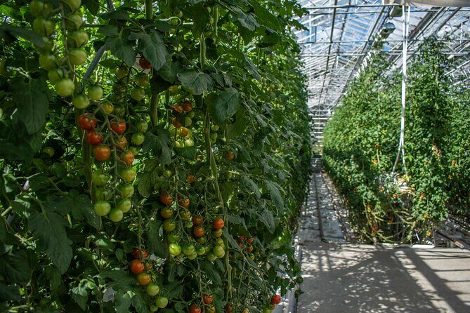 Private Tour Of The Golden Circle With Farm Visits In Iceland - FAQs