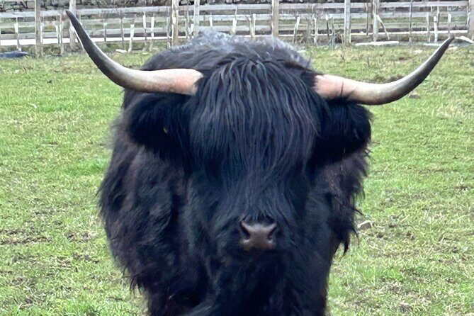 Private Tour of the Highlands, Glencoe and Castles from Stirling - In-Depth Review of the Highland Private Tour