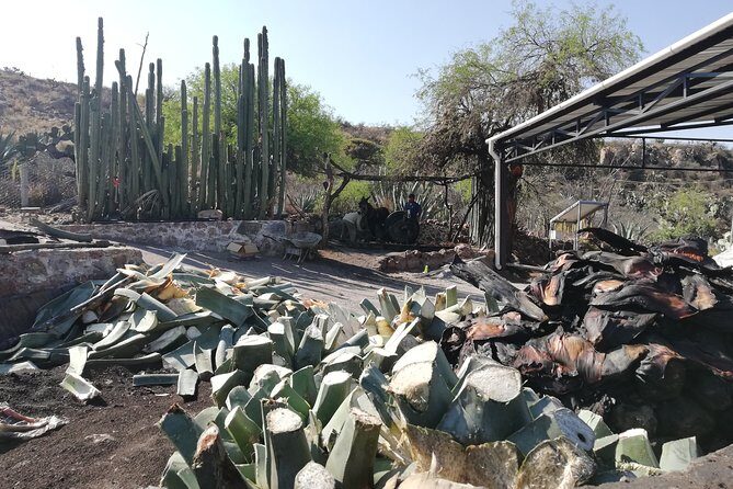 Private Tour of the Mezcal Route with Ancestral Drinks - Exploring the Heart of Mexico’s Spirit: The Detailed Experience