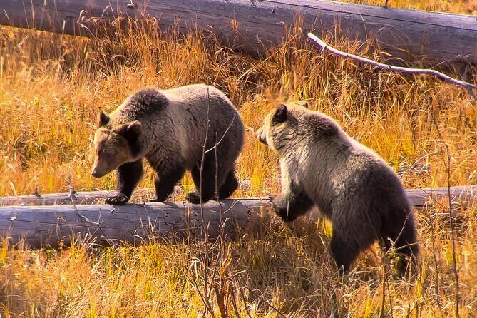 Private Tour of Yellowstone Lower Loop - What Makes This Tour Special?