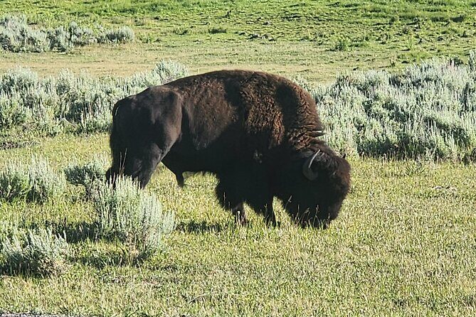 Private Tour of Yellowstone Lower Loop - Practical Details and Considerations