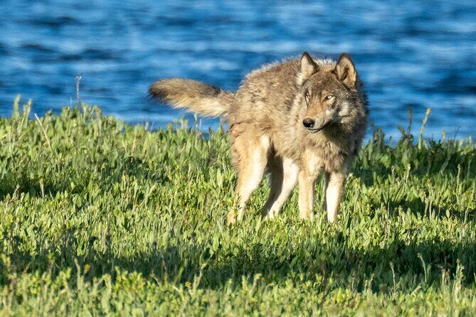 Private Tour of Yellowstone Lower Loop - Final Thoughts