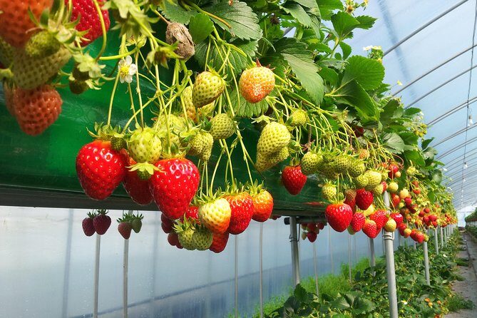 [Private Tour] Organic Strawberry Farm & Nami Island & Petite France - Exploring the Tour in Detail