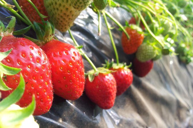 [Private Tour] Organic Strawberry Farm & Nami Island & Petite France - FAQs