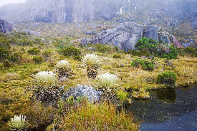 Private Tour - Páramo de Santurban (Nature) - Key Points