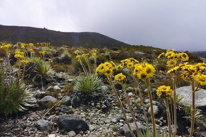 Private Tour - Páramo de Santurban (Nature) - FAQ
