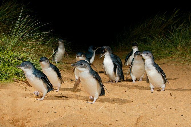 [Private Tour] Penguin Parade Phillip Island Tour. - A Personal Look at the [Private Tour] Penguin Parade Phillip Island Tour