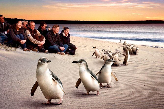 [Private Tour] Penguin Parade Phillip Island Tour. - Key Points