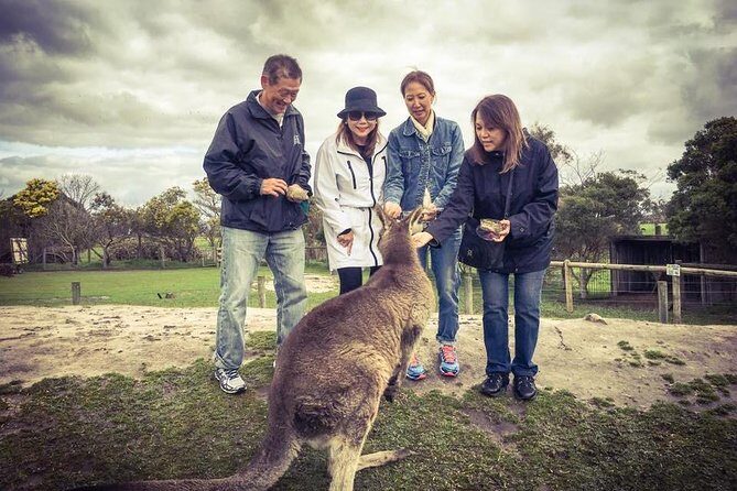 [Private Tour] Penguin Parade Phillip Island Tour. - Who Will Love This Tour?