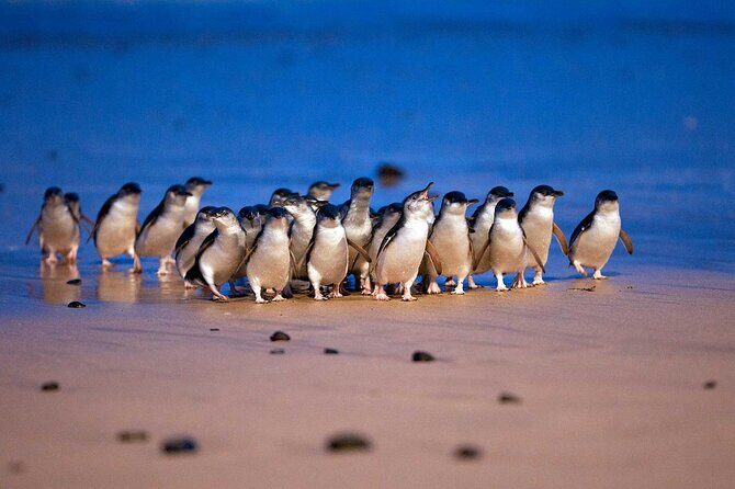 [Private Tour] Penguin Parade Phillip Island Tour. - Frequently Asked Questions
