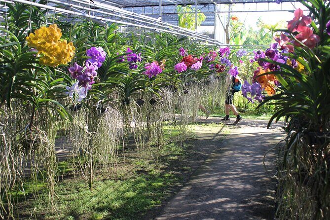 Private tour] Perfect day! Sticky waterfall + ChiangDao Cave + Wat BandenTemple - A detailed look at what this tour offers