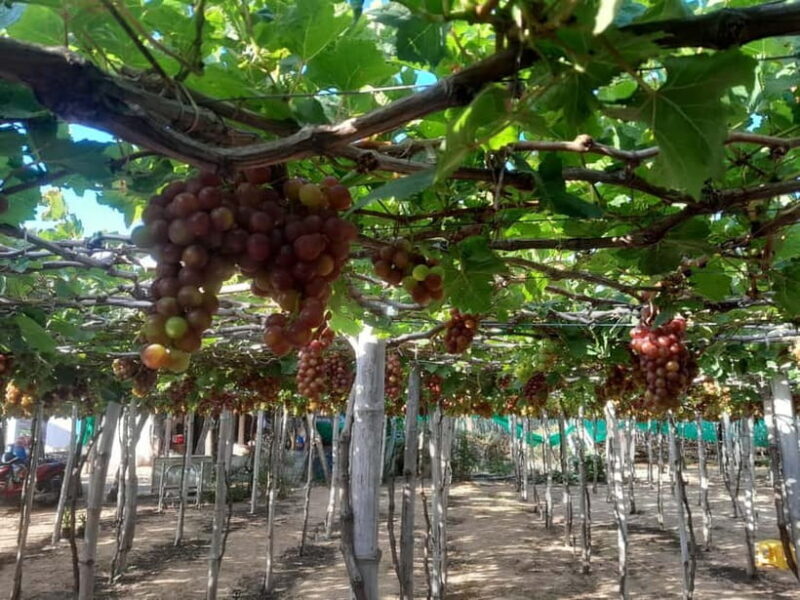 Private Tour | Phan Rang Sand Dune: Departs from Nha Trang - Who Should Consider This Tour?