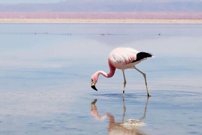 Private Tour: Piedras Rojas, in San Pedro de Atacama - The Surreal Piedras Rojas