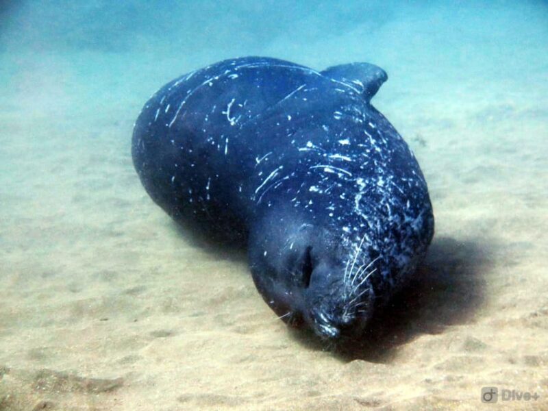 Private tour | Ponta de São Lourenço (Scuba & Snorkeling) - Private tour | Ponta de São Lourenço (Scuba & Snorkeling)