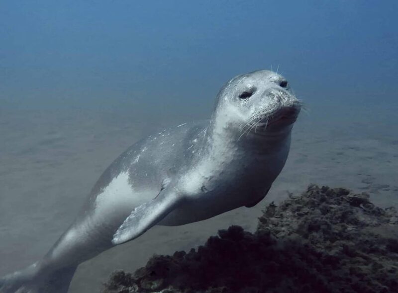 Private tour | Ponta de São Lourenço (Scuba & Snorkeling) - Discovering Madeira’s Marine World: A Detailed Review