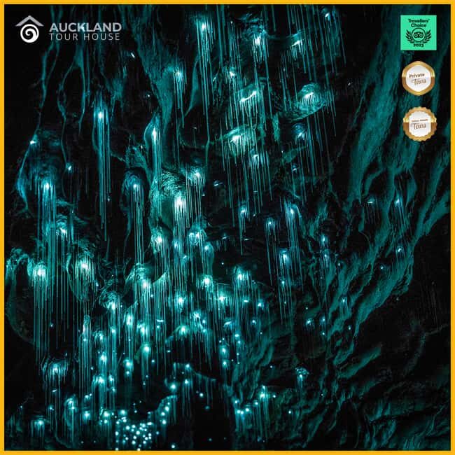 Private Tour: Private Tour: Waitomo Caves (Flexible) - A Truly Unique Way to Experience Waitomo