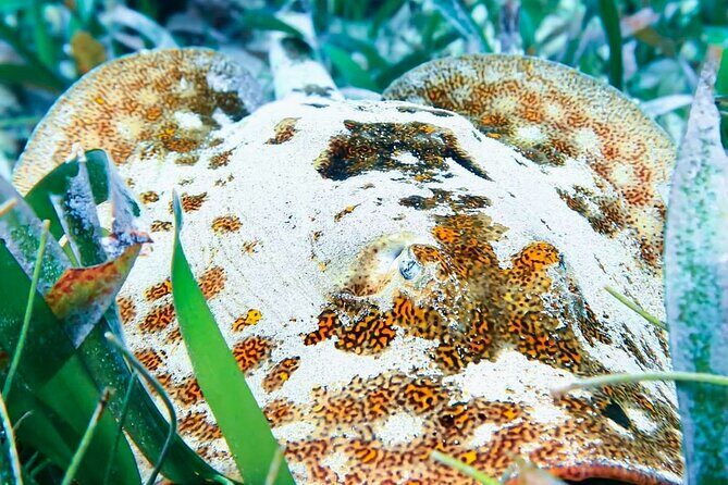 Private Tour Reefs and Corals Puerto Morelos Snorkel Lunch - FAQ