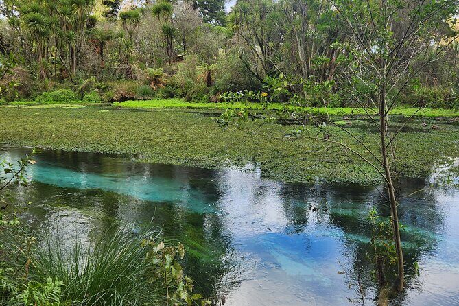 Private Tour Rotorua + Blue springs + WaiOtapu + Redwood forest - Key Points