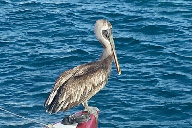 Private Tour Sail in Virgin Islands National Park - The Return to St. Thomas: Comfort & Convenience