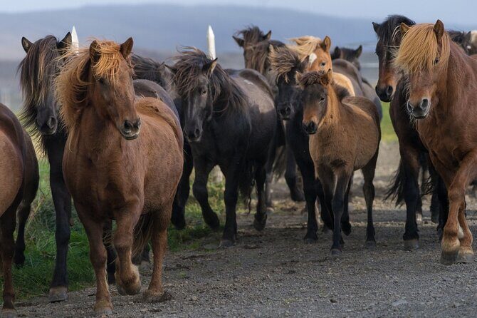 Private Tour: South Coast of Iceland by SUV or Van from Reykjavik - FAQ