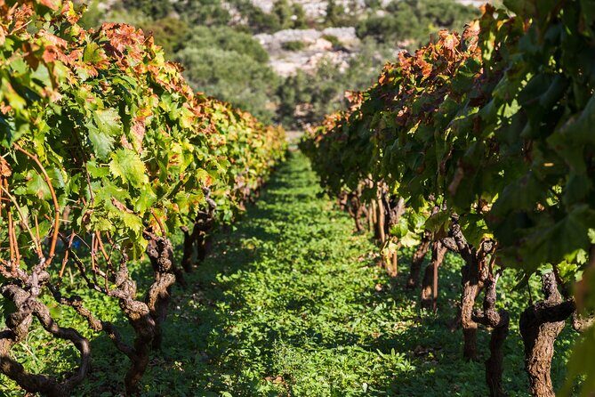 Private Tour: Ston and Peljesac Peninsula Day Trip with Wine Tasting - Who Will Love This Tour?