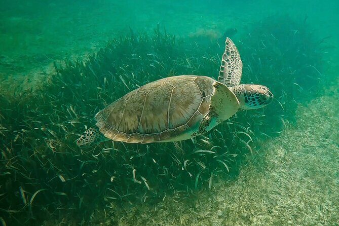 Private Tour : Swim with Sea Turtles in Akumal + Two Cenotes - Experience the Best of Akumal and Cenotes with a Private Tour