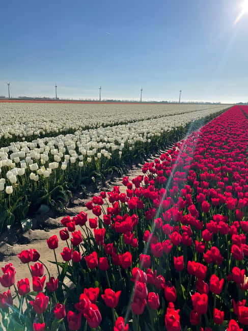 Private Tour, Tesla from Amsterdam: Keukenhof & Tulip Fields - Discover the Beauty of Dutch Spring: Private Tesla Tour to Keukenhof & Tulip Fields